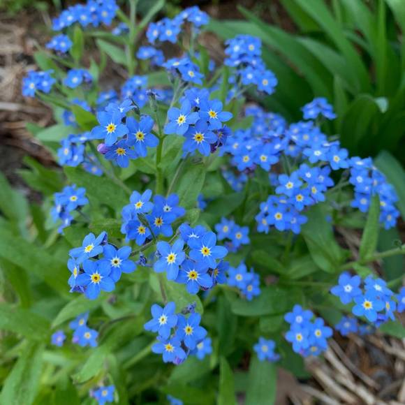 Meet your Posher, Rosanna - Picture 1 of 1